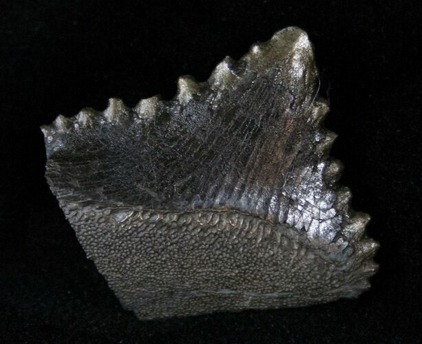 Bizarre Edestus Shark Tooth In Jaw - Carboniferous #15922